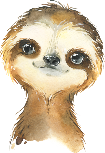 (s313-1-1Z) Baby Sloth