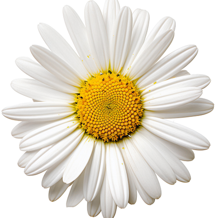 (325-02) White Daisy Single Flower