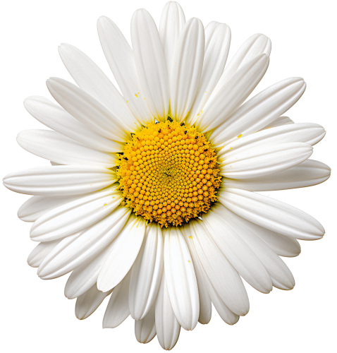 (325-02) White Daisy Single Flower