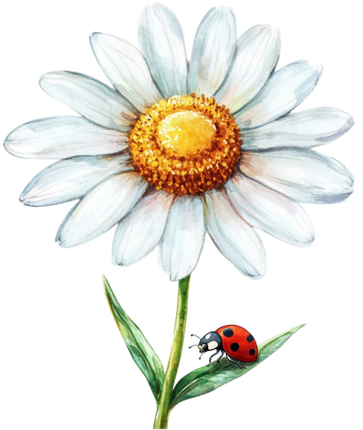 (325-02-3) White Daisy Flower Ladybug