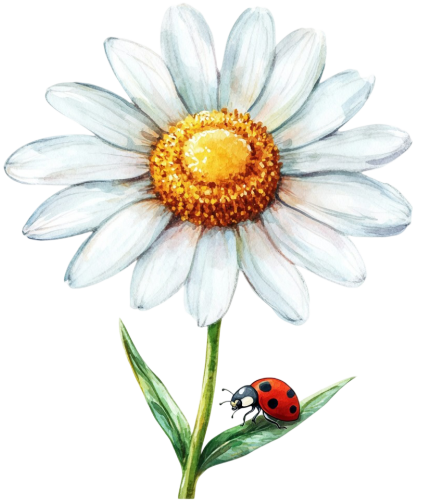 (325-02-3) White Daisy Flower Ladybug