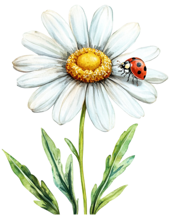 (325-02-3) White Daisy Flower Ladybug