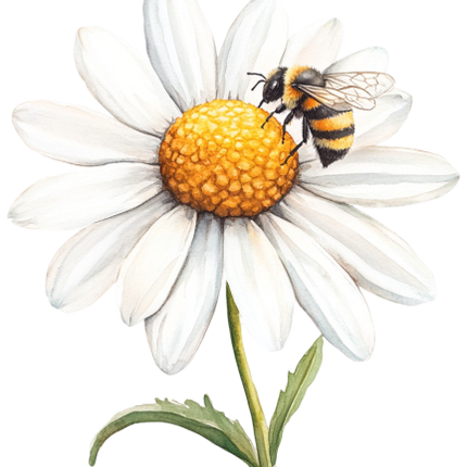 (325-02-3R) White Daisy Flower Bee