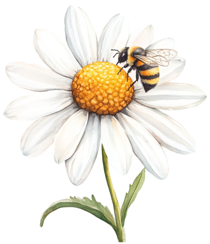 (325-02-3R) White Daisy Flower Bee