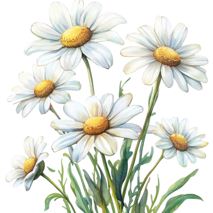 (325-02) White Daisy Daisies Bouquet