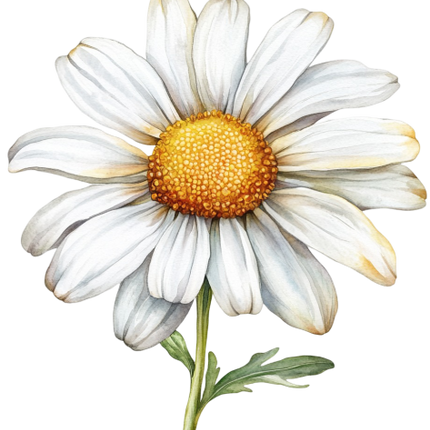 (325-02) White Daisy Single Flower