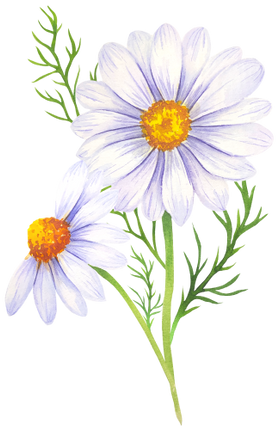 (325-02) White Daisy Daisies