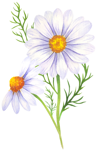 (325-02) White Daisy Daisies