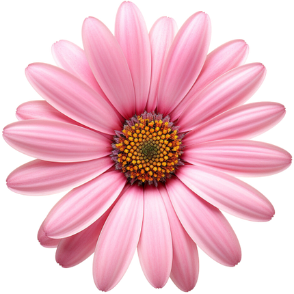 (325-02) Pink Daisy Flower