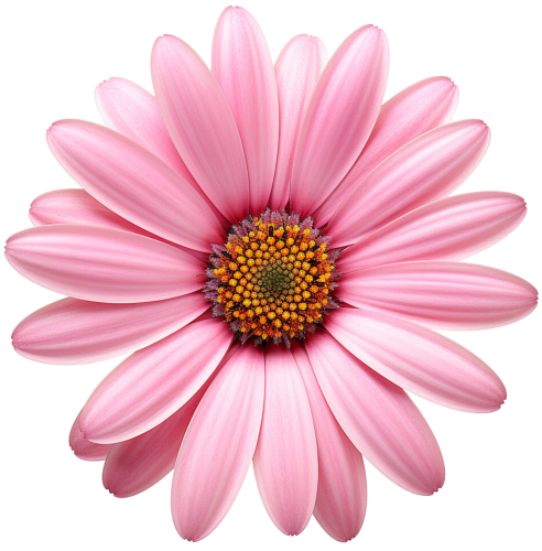 (325-02) Pink Daisy Flower