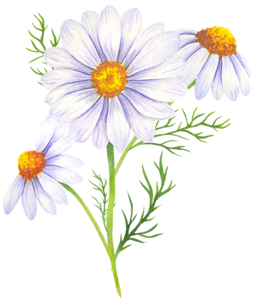 (325-02) White Daisy Daisies