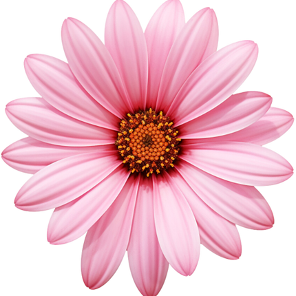 (325-02) Pink Daisy Flower