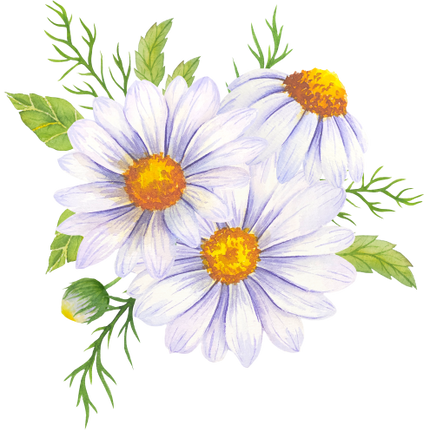 (325-02) White Daisy Daisies