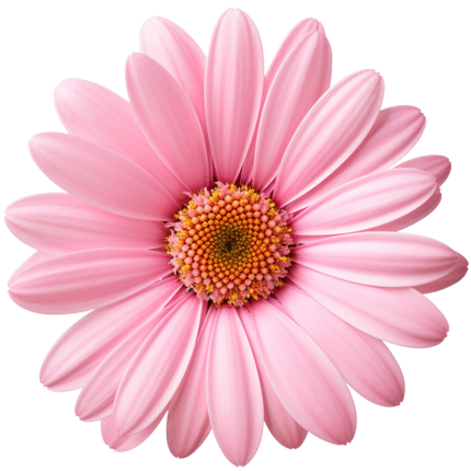 (325-02) Pink Daisy Flower