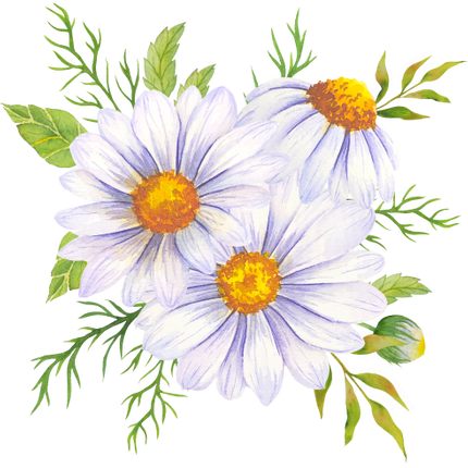 (325-02) White Daisy Daisies