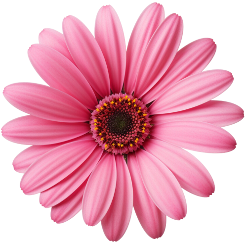 (325-02) Pink Daisy Flower