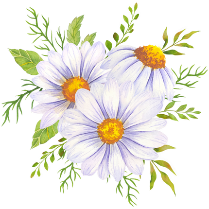 (325-02) White Daisy Daisies