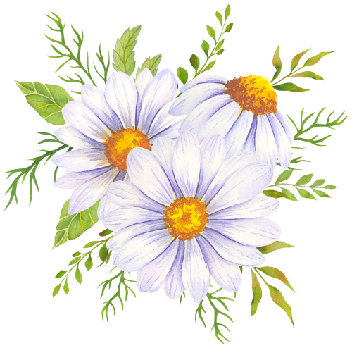 (325-02) White Daisy Daisies