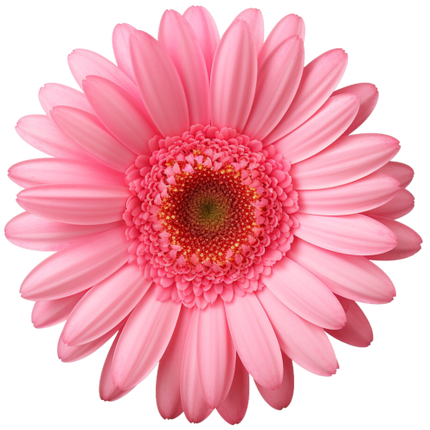 (325-02) Pink Daisy Flower
