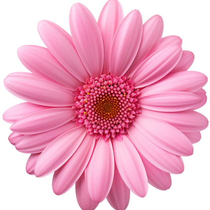 (325-02) Pink Daisy Flower