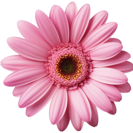 (325-02) Pink Daisy Flower