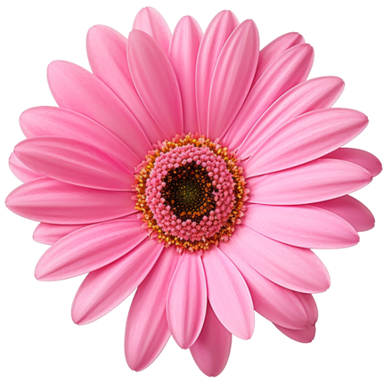 (325-02) Pink Daisy Flower