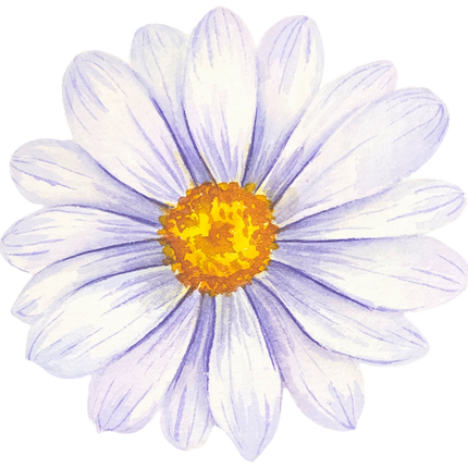 (325-02) White Daisy Daisies