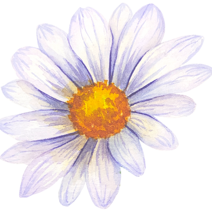 (325-02) White Daisy Daisies
