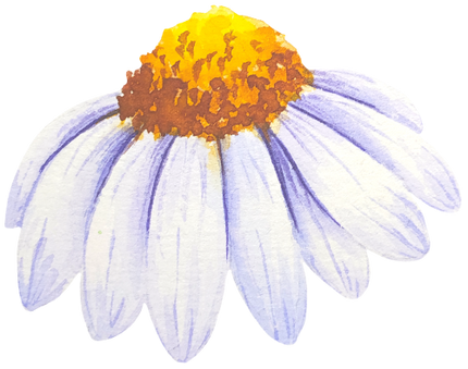 (325-02) White Daisy Daisies