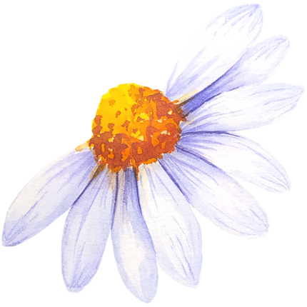 (325-02) White Daisy Daisies