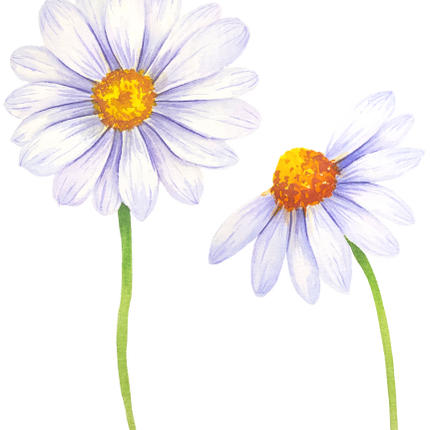 (325-02) White Daisy Daisies