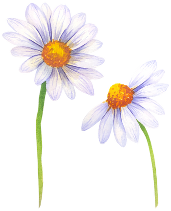 (325-02) White Daisy Daisies