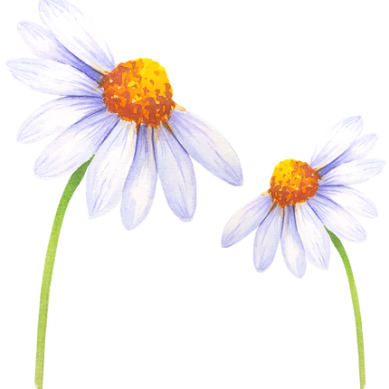 (325-02) White Daisy Daisies