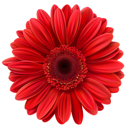 (325-02) Red Daisy Flower