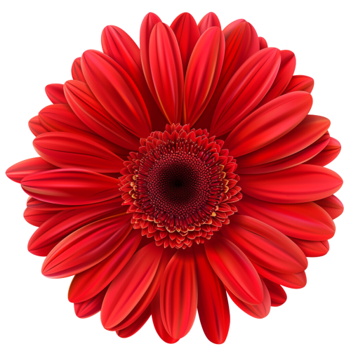 (325-02) Red Daisy Flower
