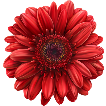(325-02) Red Daisy Flower