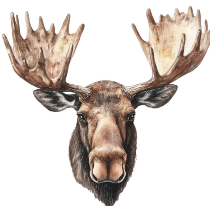 (s333-2-1I) Moose Head