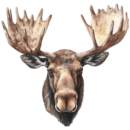 (s333-2-1I) Moose Head
