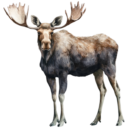 (s333-2-1J) Moose