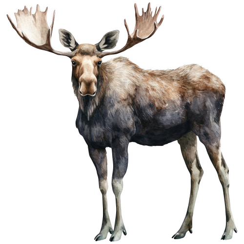 (s333-2-1J) Moose