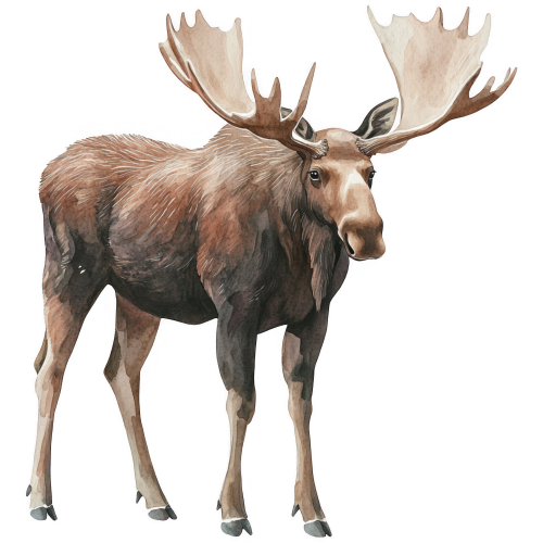 (s333-2-1K) Moose