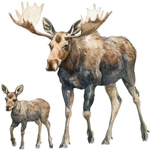 (s333-2-1L) Mama & Baby Moose