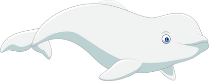 (s337-6-1A) Beluga