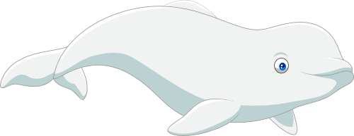 (s337-6-1A) Beluga