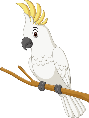 (s337-07-2B) Cockatoo