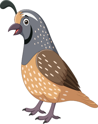 (s337-7-2F) Quail