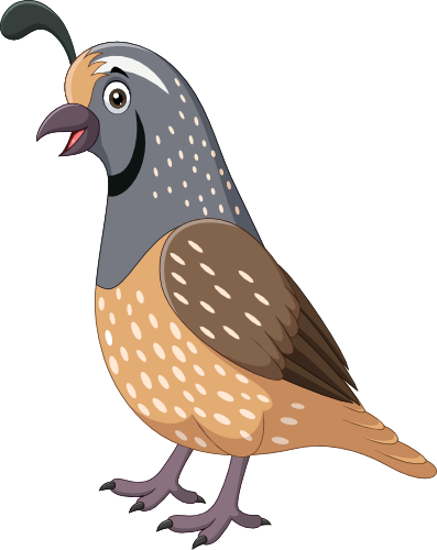 (s337-7-2F) Quail