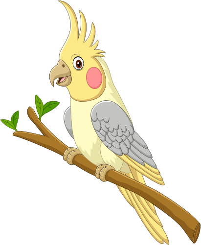 (s337-07-1Y) Cockatiel