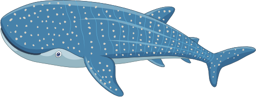 (s337-8-2D) Whale Shark