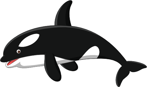 (s337-8-2Q) Orca Killer Whale